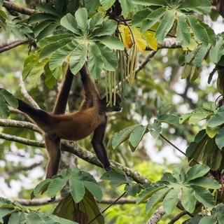 Arenal - Hanging Bridges - Geoffroy's spider monkey